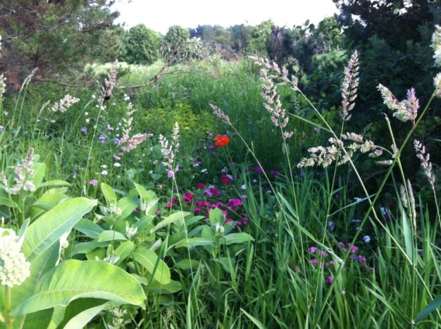 summer flowers