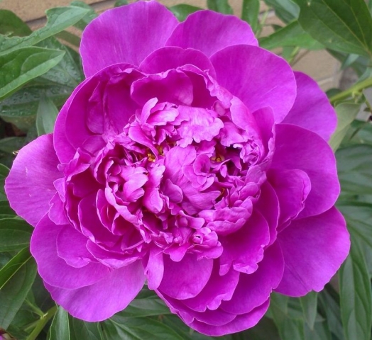 peony